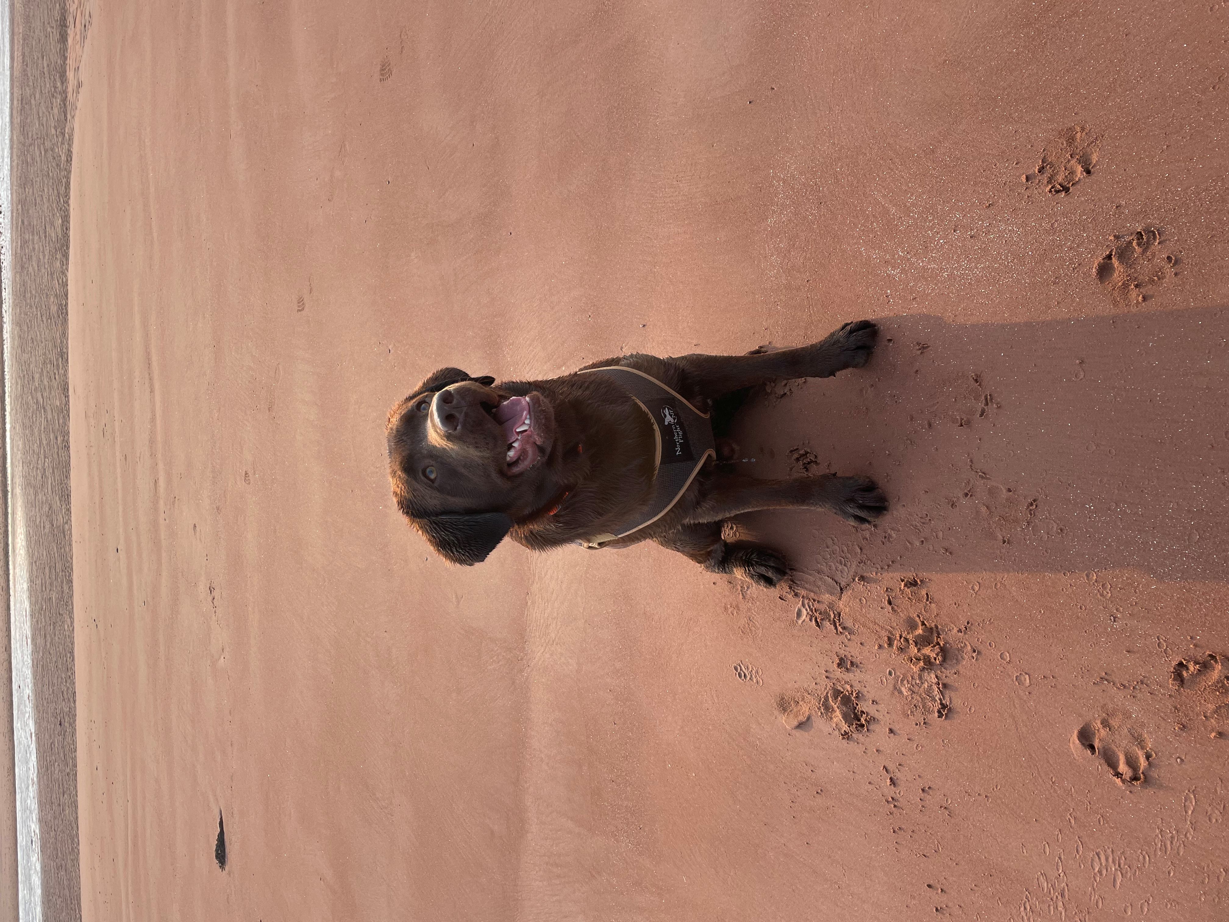 Ruger_ Beach-resized